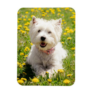 Magnet Flexible Cutest Baby Animals   Westie Dog in Dandelions