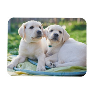 Magnet Flexible Cutest Baby Animals   Yellow Labrador Retrievers
