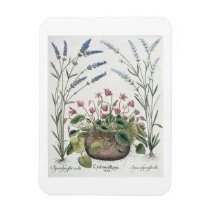 Magnet Flexible Cyclamen et lavande : 1.Cyclamen Romanum ; 2.Spica