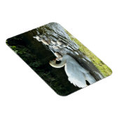 Magnet Flexible Cygne blanc avec poules (Côté Droit)