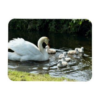 Magnet Flexible Cygne blanc avec poules