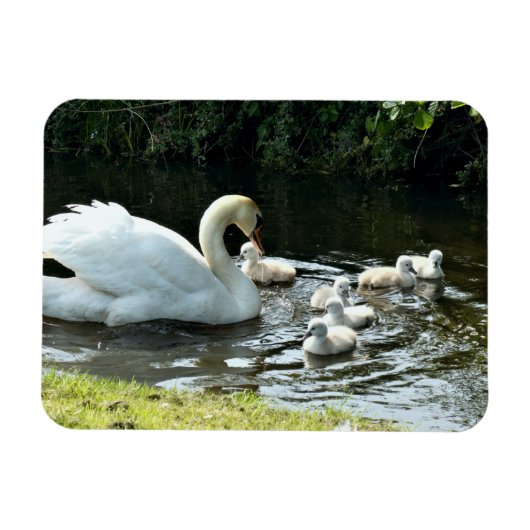 Magnet Flexible Cygne blanc avec poules (Horizontal)