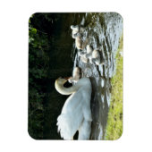 Magnet Flexible Cygne blanc avec poules (Vertical)
