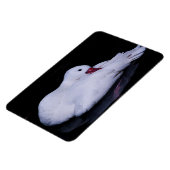 Magnet Flexible Cygne Coscoroba P3442 (Côté Gauche)