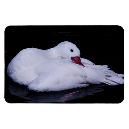 Magnet Flexible Cygne Coscoroba P3442 (Horizontal)