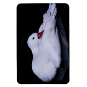 Magnet Flexible Cygne Coscoroba P3442 (Vertical)