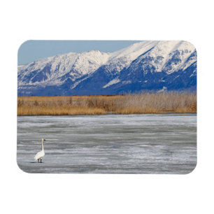 Magnet Flexible Cygne et neige
