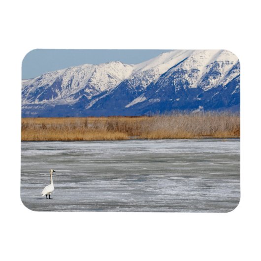 Magnet Flexible Cygne et neige (Horizontal)