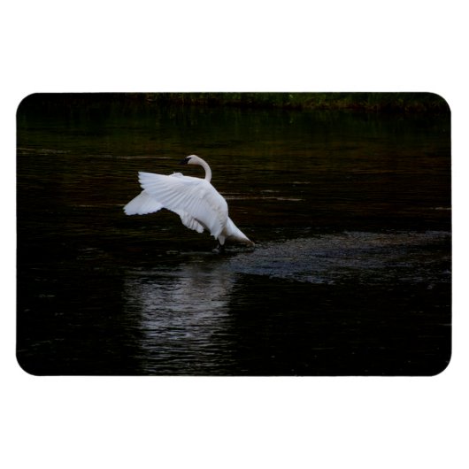 Magnet Flexible Cygne trompette (Horizontal)