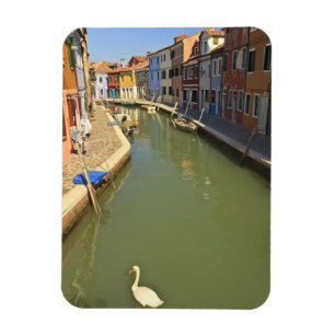 Magnet Flexible Cygnes dans un canal, île de Burano, Venise, Itali