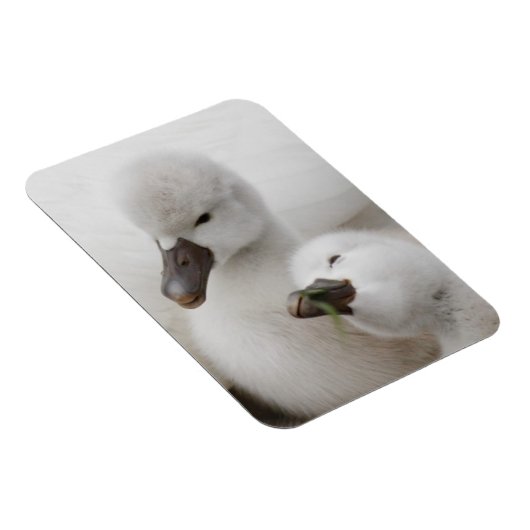 Magnet Flexible Cygnets de cygne muet (Côté Droit)