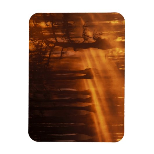 Magnet Flexible Cypress Trees | Parc d'état George Smith (Vertical)