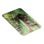 Magnet Flexible Dachshund miniature à cheveux longs 1 (Côté Droit)