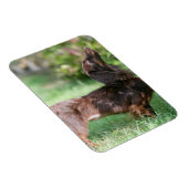 Magnet Flexible Dachshund miniature à cheveux longs 1 (Côté Droit)