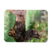 Magnet Flexible Dachshund miniature à cheveux longs 1 (Horizontal)