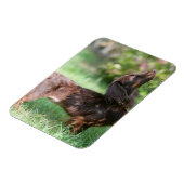 Magnet Flexible Dachshund miniature à cheveux longs 1 (Côté Gauche)