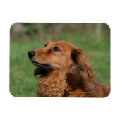 Magnet Flexible Dachshund miniature à cheveux longs 2 (Horizontal)