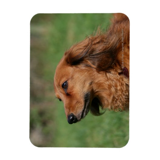 Magnet Flexible Dachshund miniature à cheveux longs 2 (Vertical)