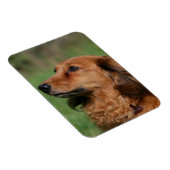 Magnet Flexible Dachshund miniature à cheveux longs 2 (Côté Droit)