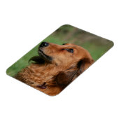 Magnet Flexible Dachshund miniature à cheveux longs 2 (Côté Gauche)