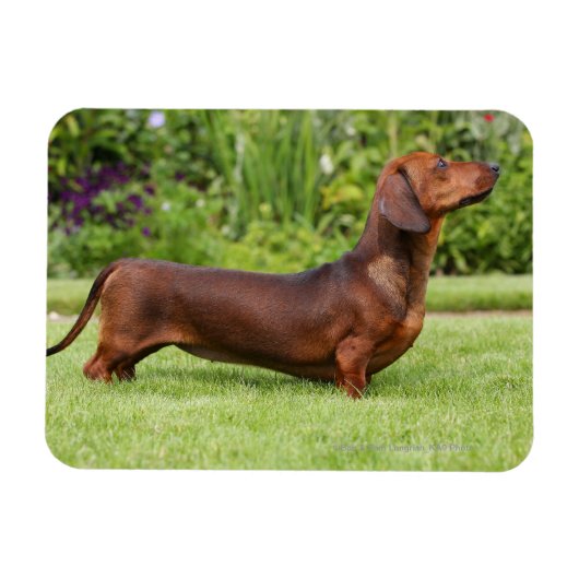 Magnet Flexible Dachshund miniature à poil lisse (Horizontal)