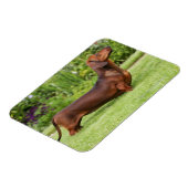 Magnet Flexible Dachshund miniature à poil lisse (Côté Gauche)