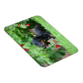 Magnet Flexible Dachshund miniature à poil lisse 1 (Côté Droit)
