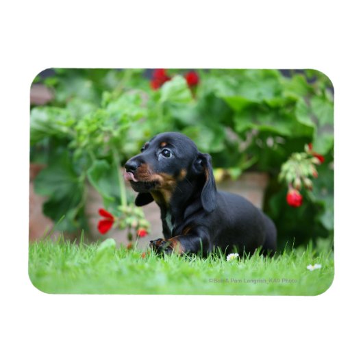 Magnet Flexible Dachshund miniature à poil lisse 1 (Horizontal)