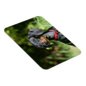 Magnet Flexible Dachshund miniature à poil lisse 3 (Côté Droit)