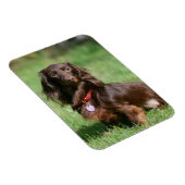 Magnet Flexible Dachshund miniature au chocolat et au tan aux chev (Côté Droit)