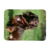 Magnet Flexible Dachshund miniature au chocolat et au tan aux chev (Horizontal)