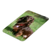 Magnet Flexible Dachshund miniature au chocolat et au tan aux chev (Côté Gauche)