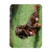 Magnet Flexible Dachshund miniature au chocolat et au tan aux chev (Vertical)