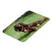 Magnet Flexible Dachshund miniature au chocolat et au tan aux chev (Côté Gauche)