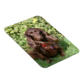 Magnet Flexible Dachshund miniature Brown aux cheveux longs (Côté Droit)