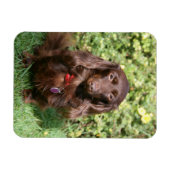 Magnet Flexible Dachshund miniature Brown aux cheveux longs (Horizontal)