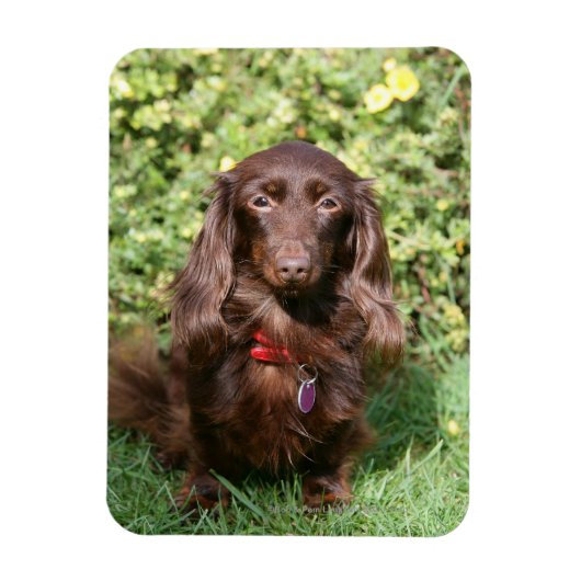 Magnet Flexible Dachshund miniature Brown aux cheveux longs (Vertical)