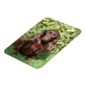 Magnet Flexible Dachshund miniature Brown aux cheveux longs (Côté Gauche)