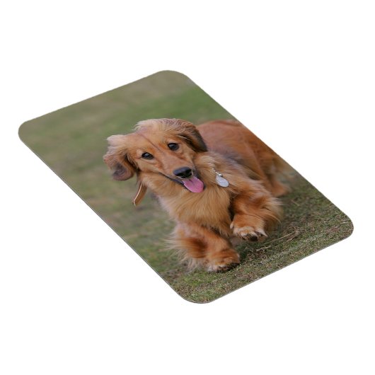 Magnet Flexible Dachshund Miniture en cours d'exécution (Côté Droit)