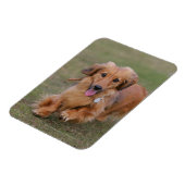 Magnet Flexible Dachshund Miniture en cours d'exécution (Côté Gauche)