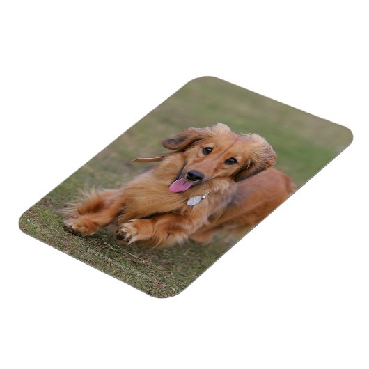 Magnet Flexible Dachshund Miniture en cours d'exécution (Côté Gauche)