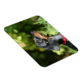 Magnet Flexible Dachshund noir et tan Miniture 3 (Côté Droit)