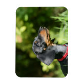 Magnet Flexible Dachshund noir et tan Miniture 3 (Vertical)