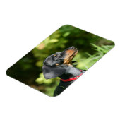 Magnet Flexible Dachshund noir et tan Miniture 3 (Côté Gauche)