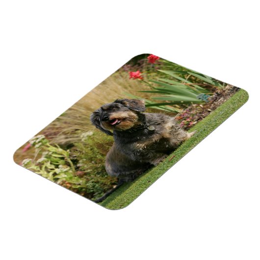 Magnet Flexible Dachshund standard à poils de fil (Côté Gauche)