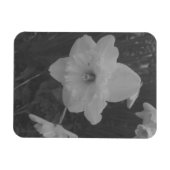 Magnet Flexible Daffodile sauvage (Horizontal)