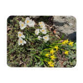 Magnet Flexible Daffodiles & Crocus (Horizontal)