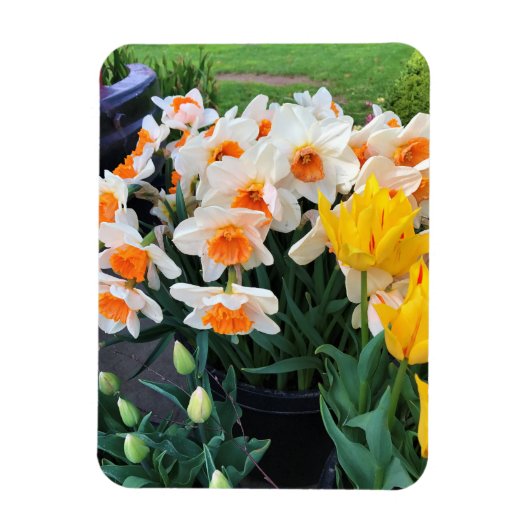 Magnet Flexible Daffodils et tulips, Oregon (Vertical)