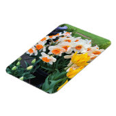 Magnet Flexible Daffodils et tulips, Oregon (Côté Gauche)