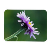 Magnet Flexible Daisy alpine (Horizontal)